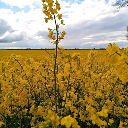 Am Greifswalder Bodden * Loissin