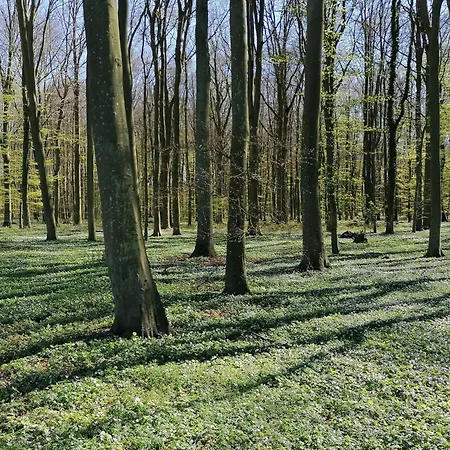 Am Greifswalder Bodden Lejlighed *